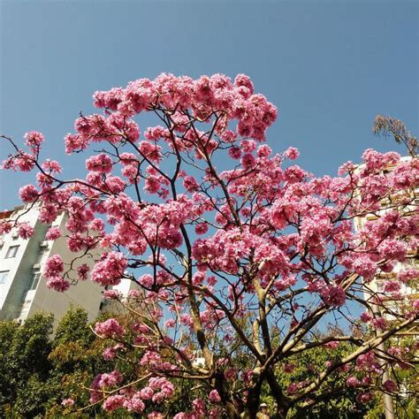 巴西 鐵樹開花 象徵 什麼|巴西鐵樹開花嗎，巴西鐵樹開花的寓意/1月開花語堅貞。